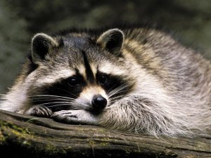 Raccoon-animals-30710854-1600-1200